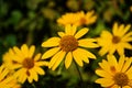 Heliopsis helianthoides, sunflower-like composite flowerheads