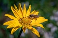 Heliopsis helianthoides Sweet flower blossom with bee
