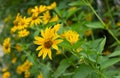 Heliopsis helianthoides / yellow garden flowers in the summer garden