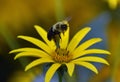 Heliopsis hosting bumblebee Royalty Free Stock Photo