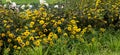 Heliopsis sunflower flowers grow in the meadow behind the sedge. Autumn background. Panorama Royalty Free Stock Photo