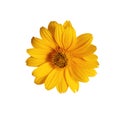 Heliopsis yellow flower