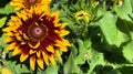 Helios Flame Sunflower, russet and gold bi-colored blooms Royalty Free Stock Photo