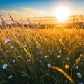 helios lens blurred background of with defocused view of dried wildflowers and