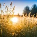 helios lens blurred background of with defocused view of dried wildflowers and