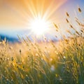 helios lens blurred background of with defocused view of dried wildflowers and