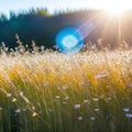 helios lens blurred background of with defocused view of dried wildflowers and