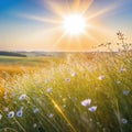 helios lens blurred background of with defocused view of dried wildflowers and