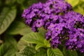 Heliotrope blossom Royalty Free Stock Photo