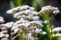 Heliotrope elder-leaved (Valeriana sambucifolia)