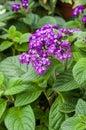 Heliotrope flower blooming purple