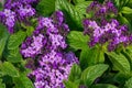 Heliotrope flowers in bloom Royalty Free Stock Photo
