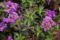 Heliotrope flowers in the garden