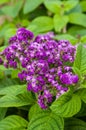 Heliotrope flowers with green leaves