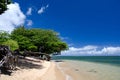 Heliotrope tree grove at Anini beach