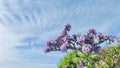 Heliotropium arborescens blue sky day