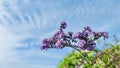 Heliotropium arborescens blue sky