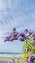 Heliotropium arborescens blue sky , vertical.