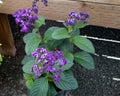 Heliotropium arborescens 'Fragrant Delight'