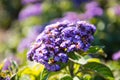 Heliotropium arborescens, Garden Heliotrope