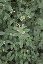 Heliotropium europaeum in bloom