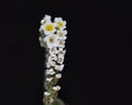 Heliotropium hirsutissimum, family Boraginaceae, Crete