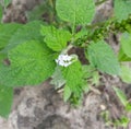 Heliotropium indicum, commonly known as Indian heliotrope, Indian turnsole is an annual, hirsute plant.
