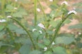 Heliotropium indicum, commonly known as Indian heliotrope on jungle