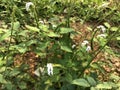 Heliotropium indicum flower