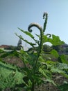 Heliotropium Indicum, Indian turnsole or heliotropium indicum plant on blue sky background