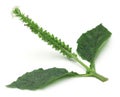Heliotropium indicum or Medicinal Hatishura plant