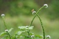 Heliotropium indicum (Sangketan, buntut tikus, Indian heliotrope, Indian Turnsole)