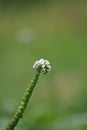 Heliotropium indicum (Sangketan, buntut tikus, Indian heliotrope, Indian Turnsole)