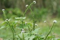 Heliotropium indicum (Sangketan, buntut tikus, Indian heliotrope, Indian Turnsole)