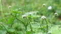 Heliotropium indicum (Sangketan, buntut tikus, Indian heliotrope, Indian Turnsole)