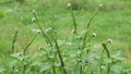 Heliotropium indicum (Sangketan, buntut tikus, Indian heliotrope, Indian Turnsole)