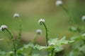 Heliotropium indicum (Sangketan, buntut tikus, Indian heliotrope, Indian Turnsole)