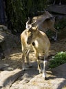 Heliped goat cloven-hoofed mammal argali mountain goat Himalaya Tibet symbol Royalty Free Stock Photo