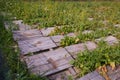 Helix Aspersa Muller, Maxima Snail, Organic Farming, Snail Farming, Edible snails on wooden snails boards. Royalty Free Stock Photo