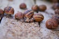 Helix Aspersa Muller, Maxima Snail, Organic Farming, Snail Farming, Edible snails on wooden snails boards. Royalty Free Stock Photo