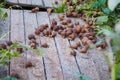 Helix Aspersa Muller, Maxima Snail, Organic Farming, Snail Farming, Edible snails on wooden snails boards. Royalty Free Stock Photo