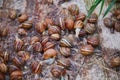 Helix Aspersa Muller, Maxima Snail, Organic Farming, Snail Farming, Edible snails on wooden snails boards. Royalty Free Stock Photo