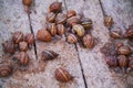 Helix Aspersa Muller, Maxima Snail, Organic Farming, Snail Farming, Edible snails on wooden snails boards.