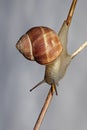 Helix cincta,close-up photo Royalty Free Stock Photo