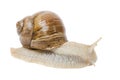 Helix pomatia Royalty Free Stock Photo