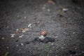 Helix Pomatia, also called Burgundy, Edible or Roman snail, known as escargot, standing on a rock on a wet ground after a rain. Royalty Free Stock Photo