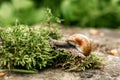 Helix pomatia also Roman snail, burgundy snail, edible snail or escargot, is a species of large, edible, air-breathing land snail Royalty Free Stock Photo