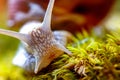 Helix pomatia also Roman snail, Burgundy snail Royalty Free Stock Photo