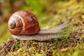 Helix pomatia also Roman snail, Burgundy snail