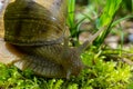 Helix pomatia also Roman snail, Burgundy snail, edible snail or escargot, is a species of large, edible, air-breathing land snail Royalty Free Stock Photo